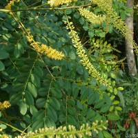 Adenanthera pavonina L.
